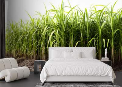 sugar cane plantation isolated on transparent background  Wall mural